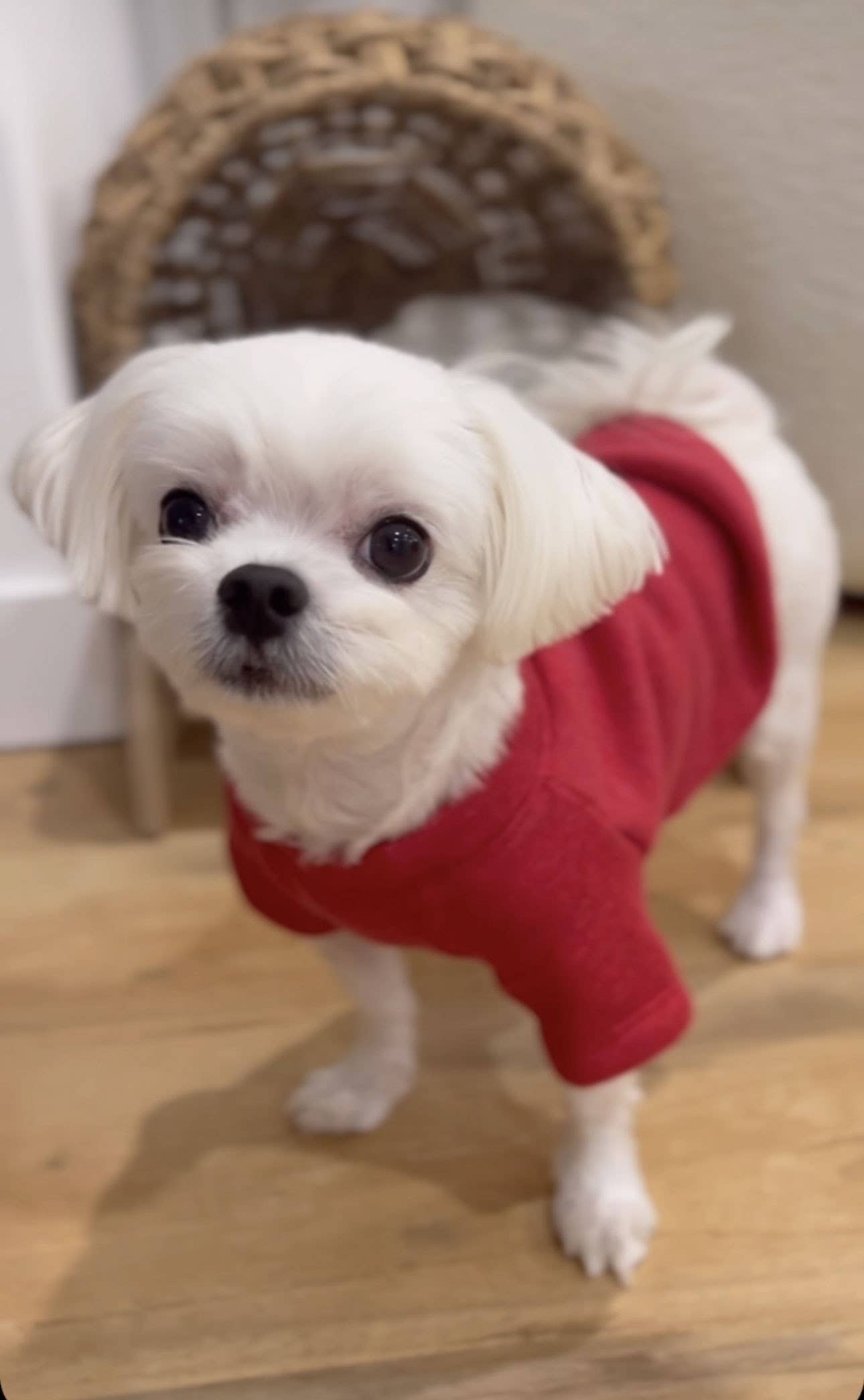 Solid Basic Pet Sweatshirt