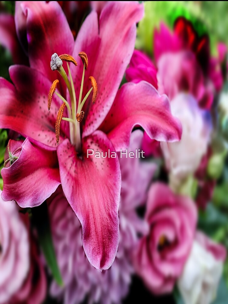 Star Gazer Lily Floral Graphic by Paula Helit