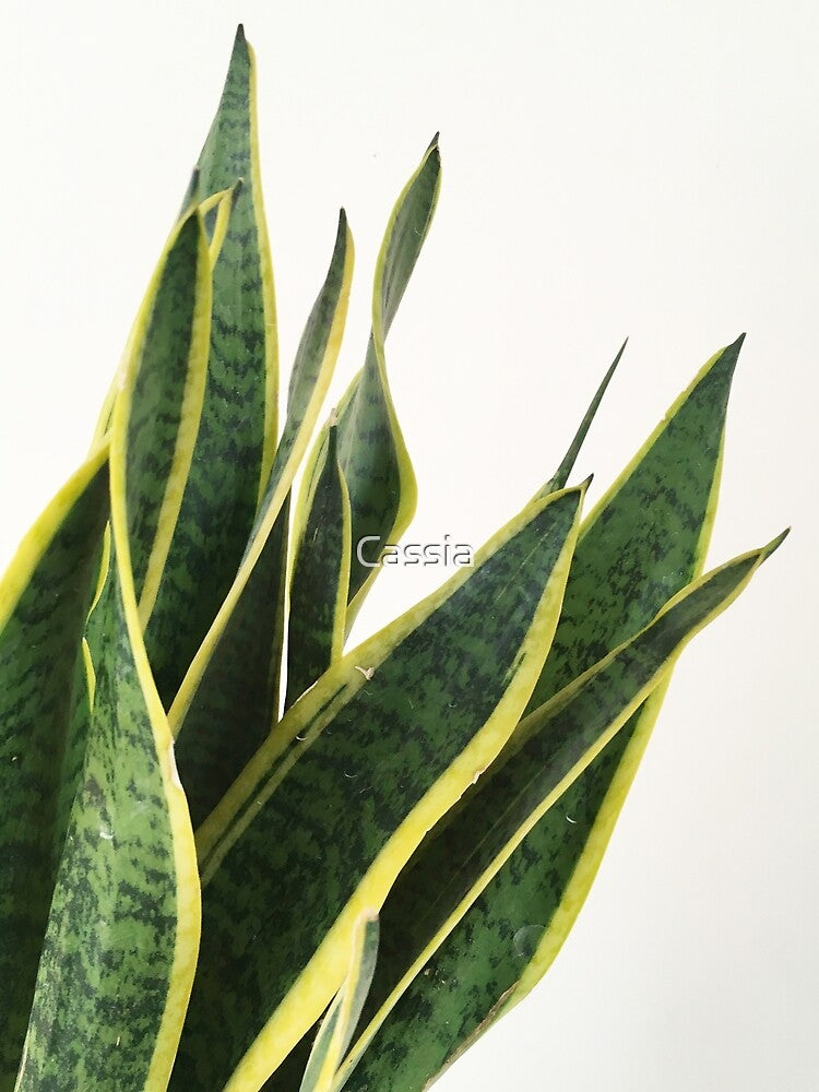 Sansevieria by Cassia Beck