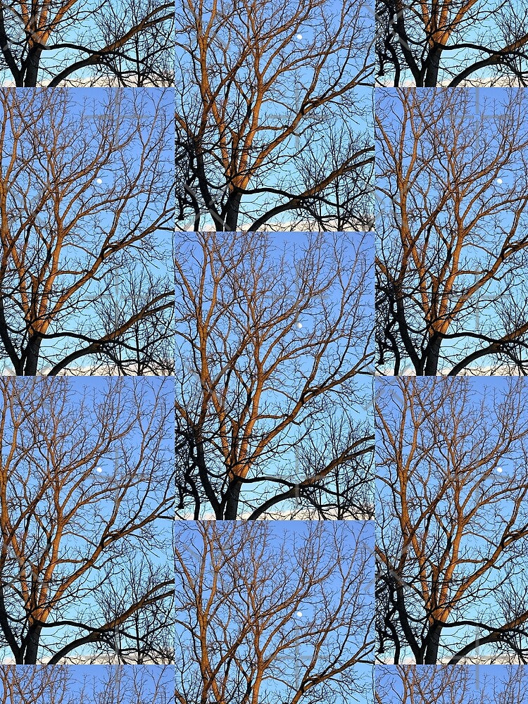 Sunrise branches by Fellowship23