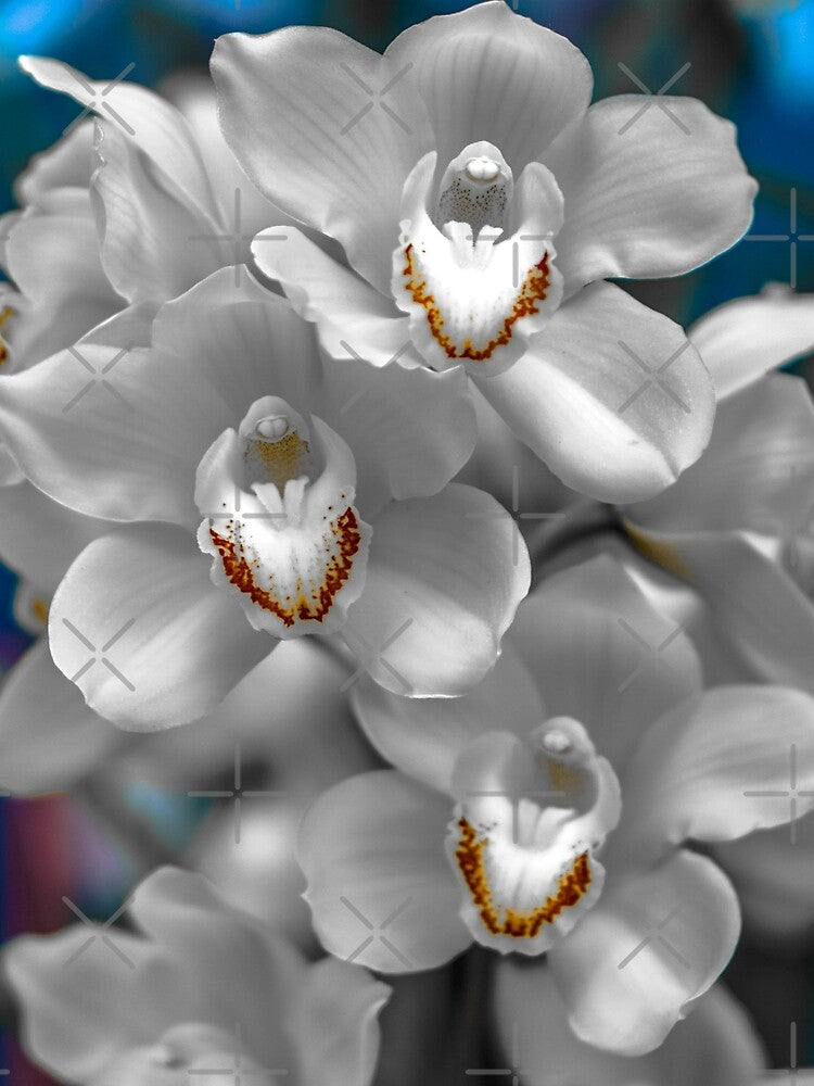 White Orchids - Bendigo, Victoria, Australia by Steven Jodoin
