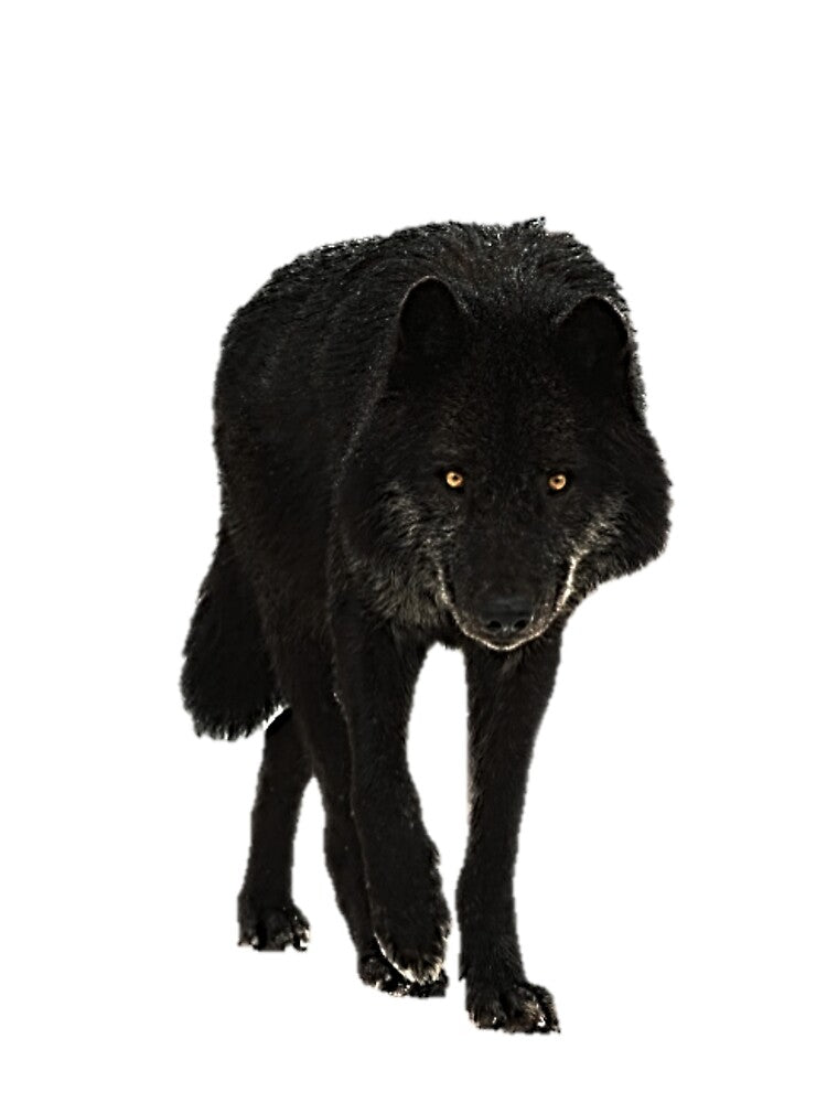 Black Wolf Design by NoxLand