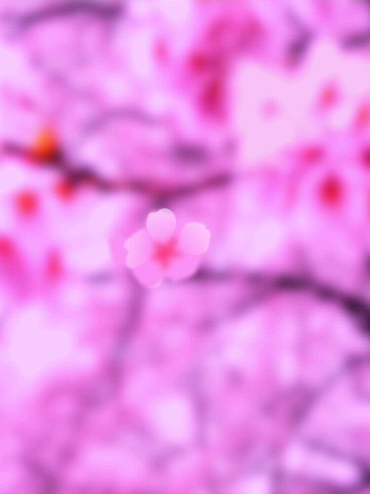Whole 75 Cherry Blossoms by masabo
