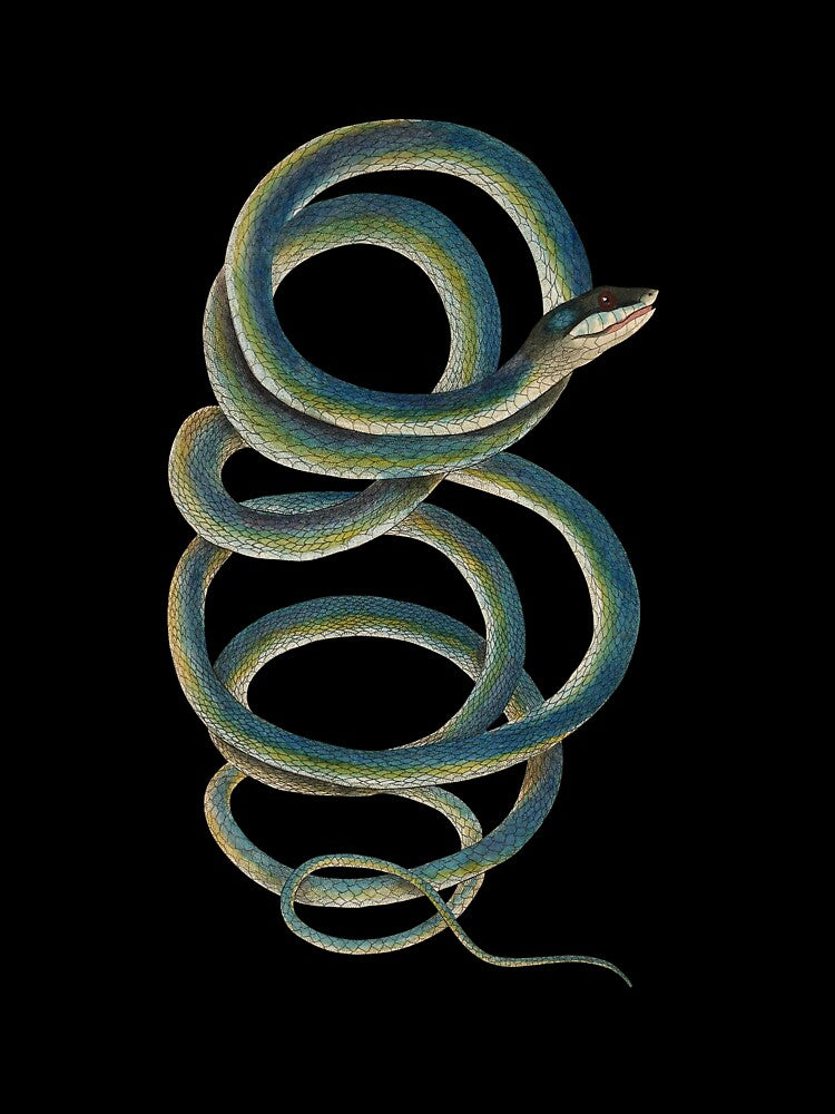 Vintage Snake Illustration by elinaarbidane