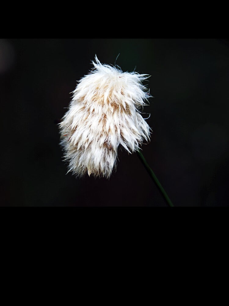 Cotton Grass by Deb Oppermann