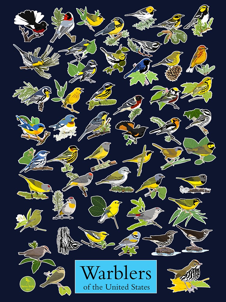 Warblers of the United States by BennuBirdy