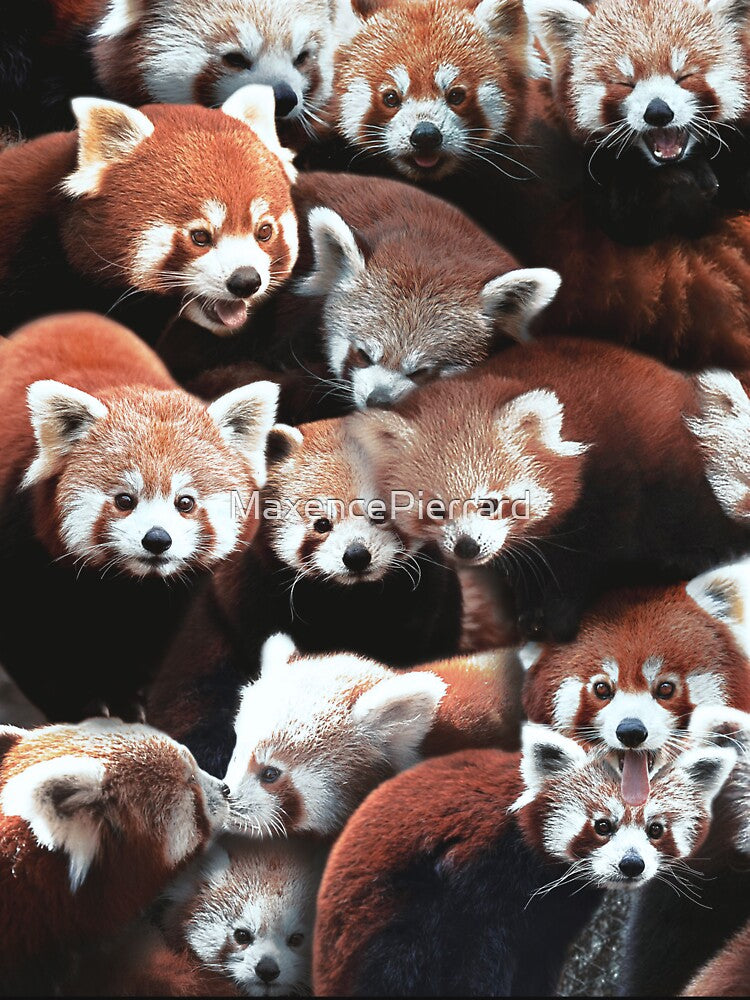 Red Pandas by MaxencePierrard