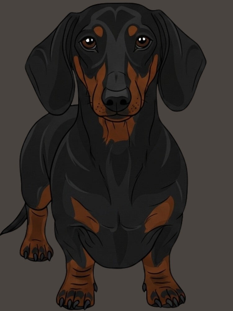 Dachshund by saphira-art