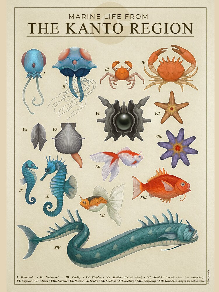 Marine Life from Kanto by Julio Lacerda