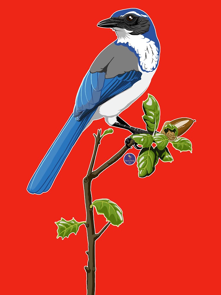 California Scrub-Jay by BennuBirdy