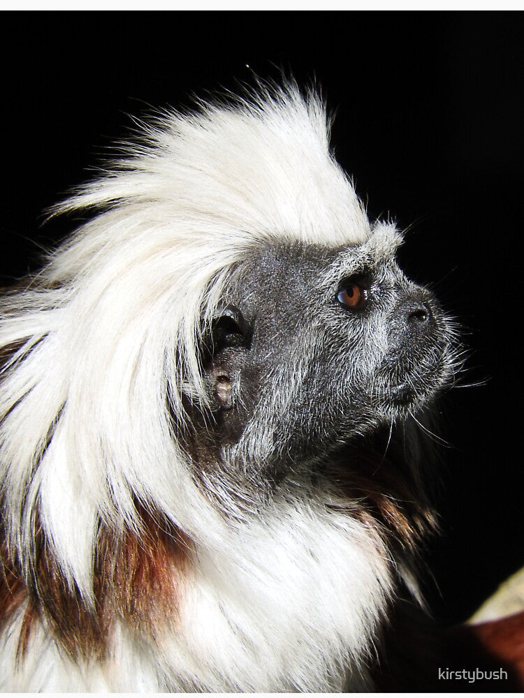 Cotton-top Tamarin by kirstybush
