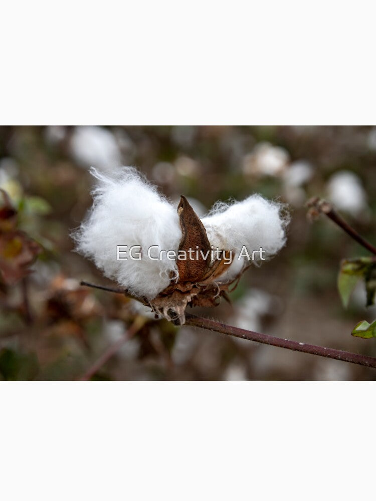 White textured fluff cotton plants on a blurred background close-up. Greece by Emma Grimberg