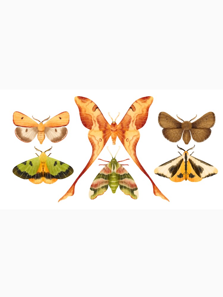Moth wonders by StickyVista