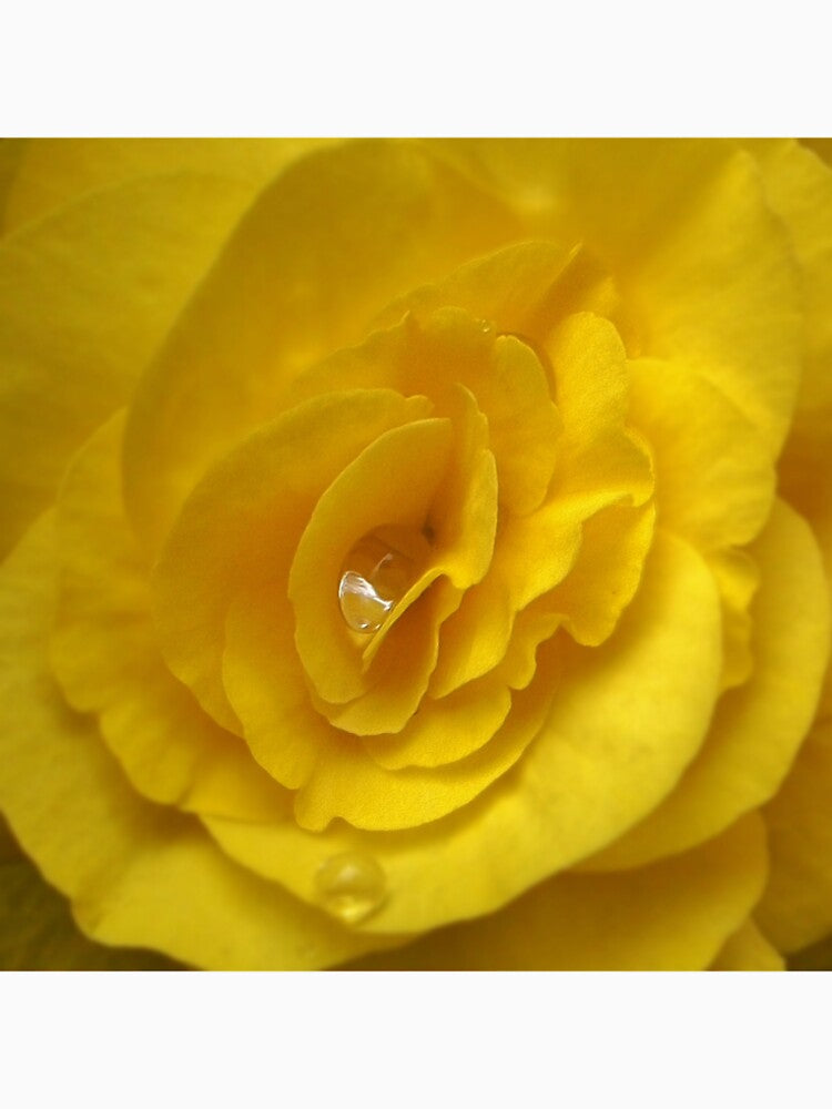Sunshine and Dewdrops by Susie Hawkins