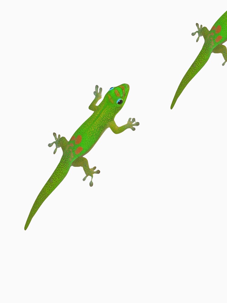 Green Gecko by AlohaFromOahu
