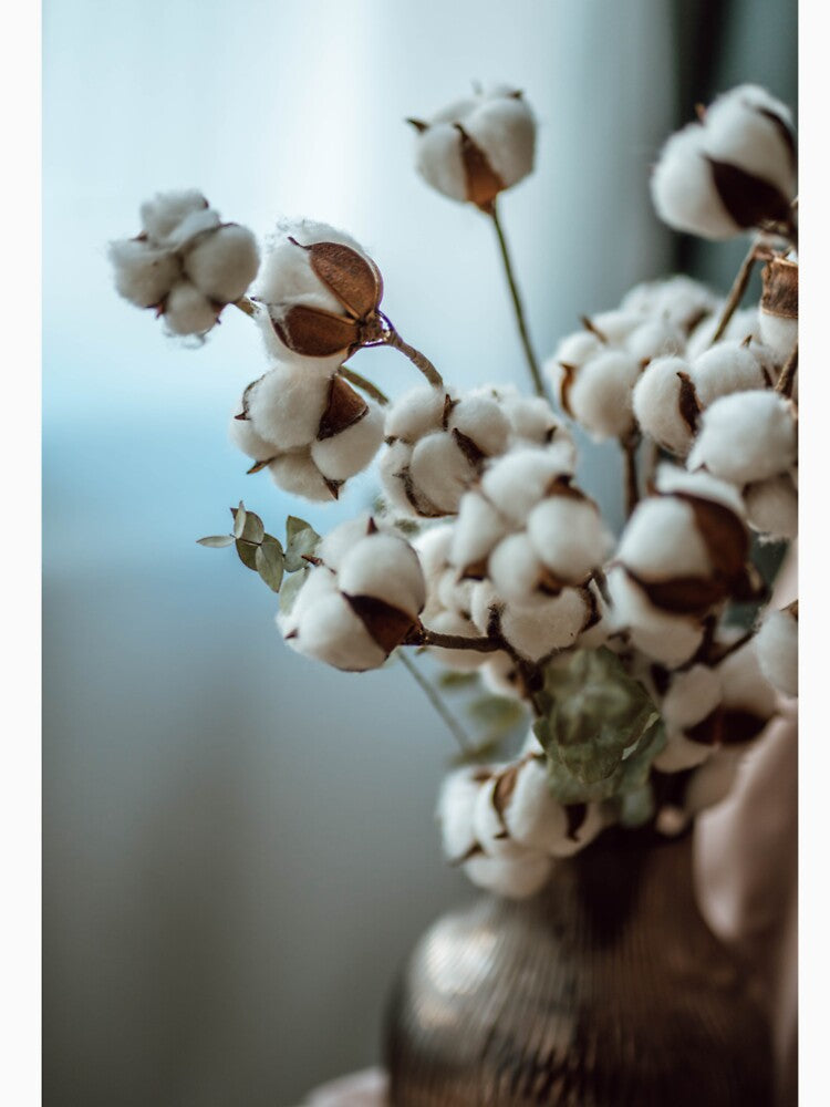 cotton by SunLane
