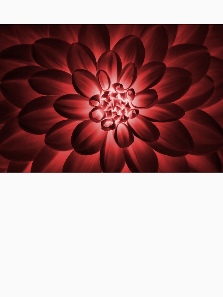 Claret Dahlia macro photography by Maddie4Real