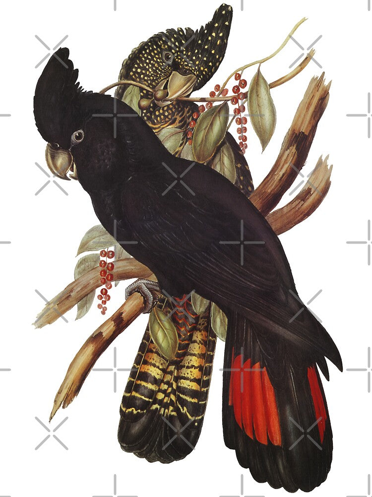 Red Tailed and Yellow Tailed Black Cockatoo by PaperParrot