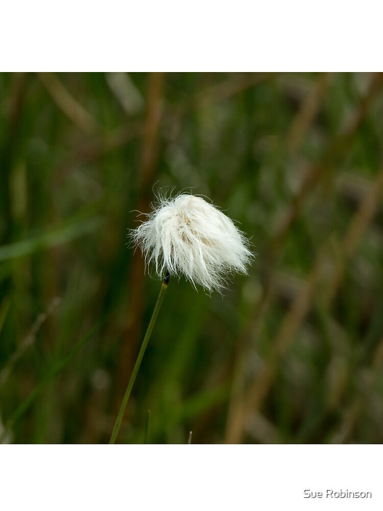 Cotton Grass by Sue Robinson