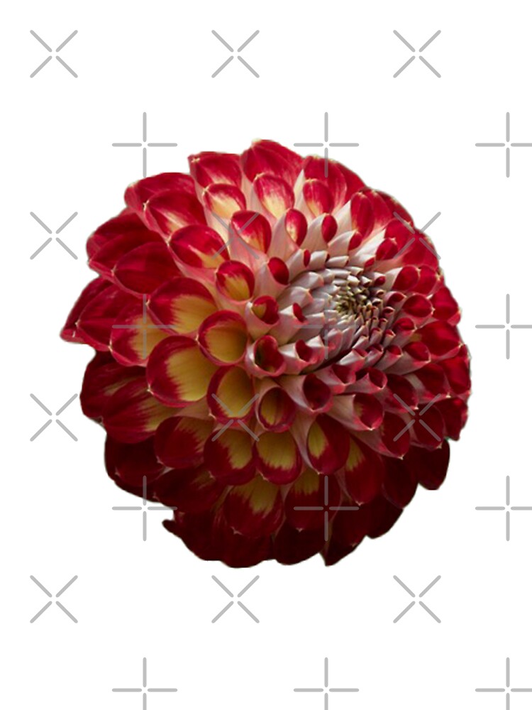 red and white flower by rinamg