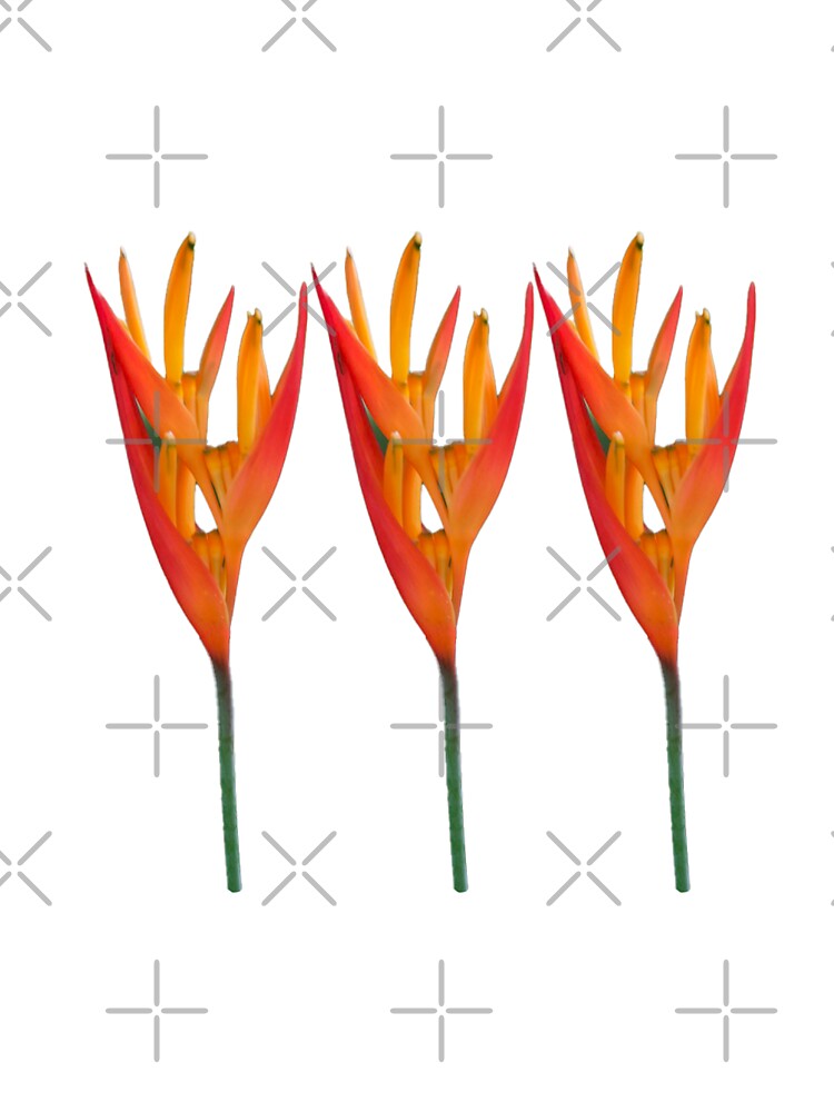 three orange flowers by rinamg