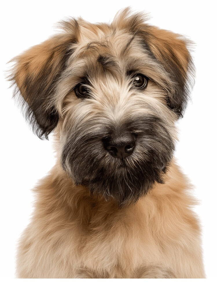 Adorable Baby Soft-coated Wheaten Terrier for Cute Wheatie puppy lovers by LazyOwlStore