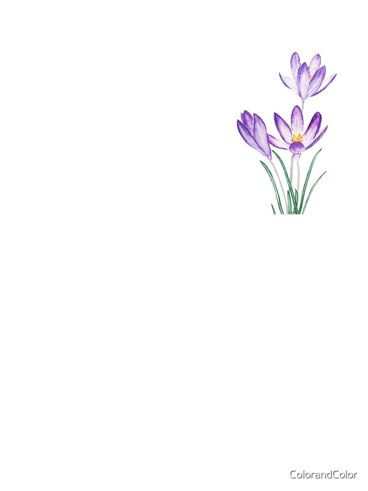 hand painted purple crocus flower watercolor by ColorandColor
