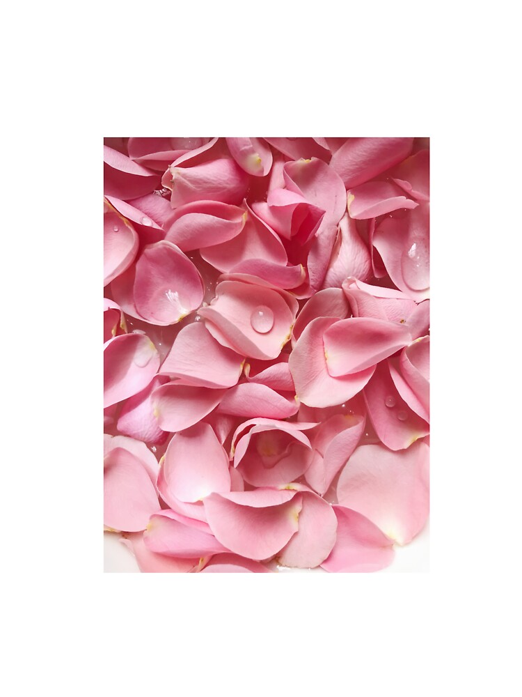 Rose by joeredbu