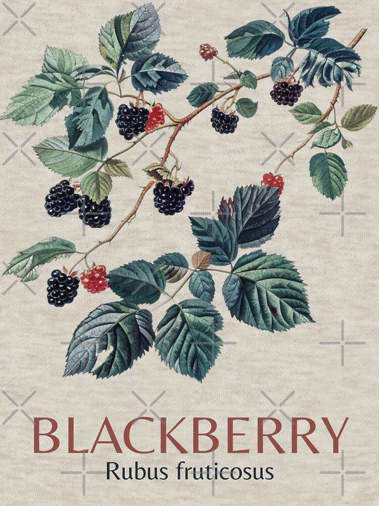 Blackberry by StudioRedKoala
