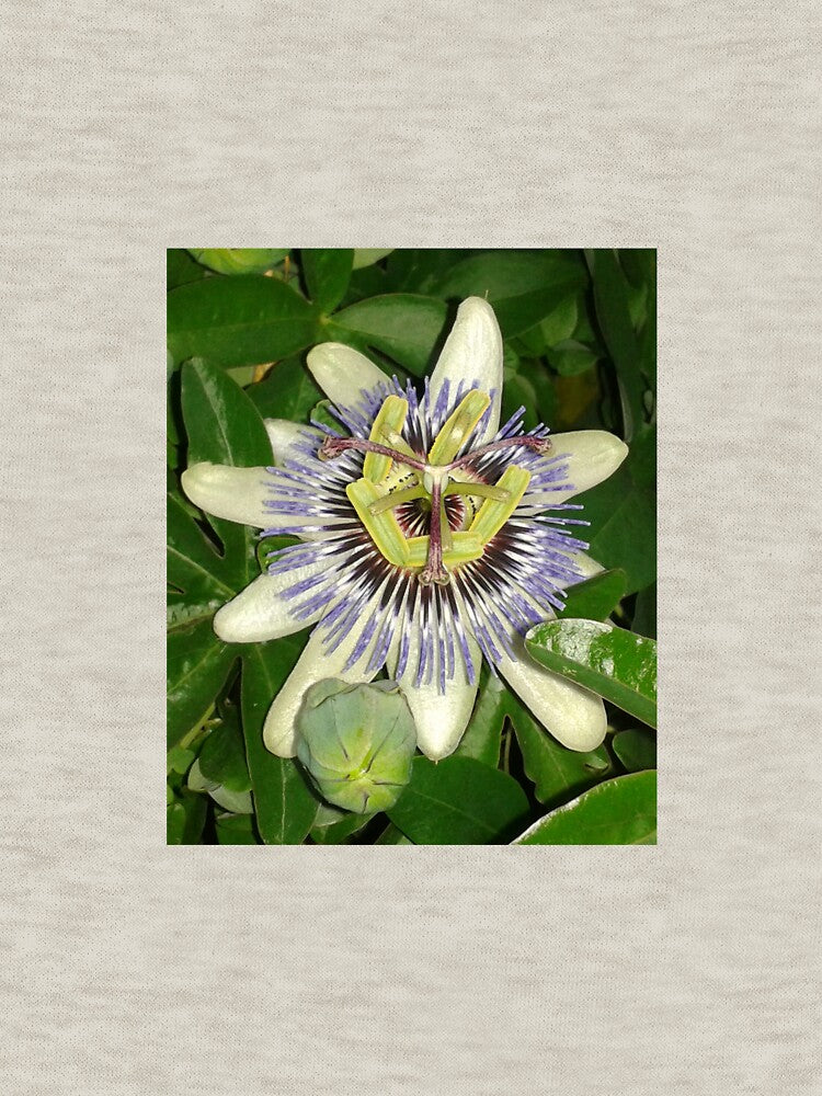 passionflower by Joanne Babb
